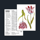 Tulips Temporary Tattoo