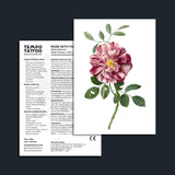 Rose with Thorns Temporary Tattoo