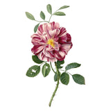 Rose with Thorns Temporary Tattoo