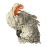 White Cockatoo Temporary Tattoo