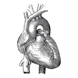 Realistic Heart Temporary Tattoo