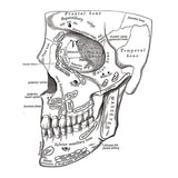 Half Skull Temporary Tattoo