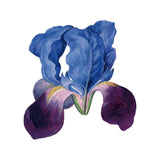 Blue Iris Temporary Tattoo